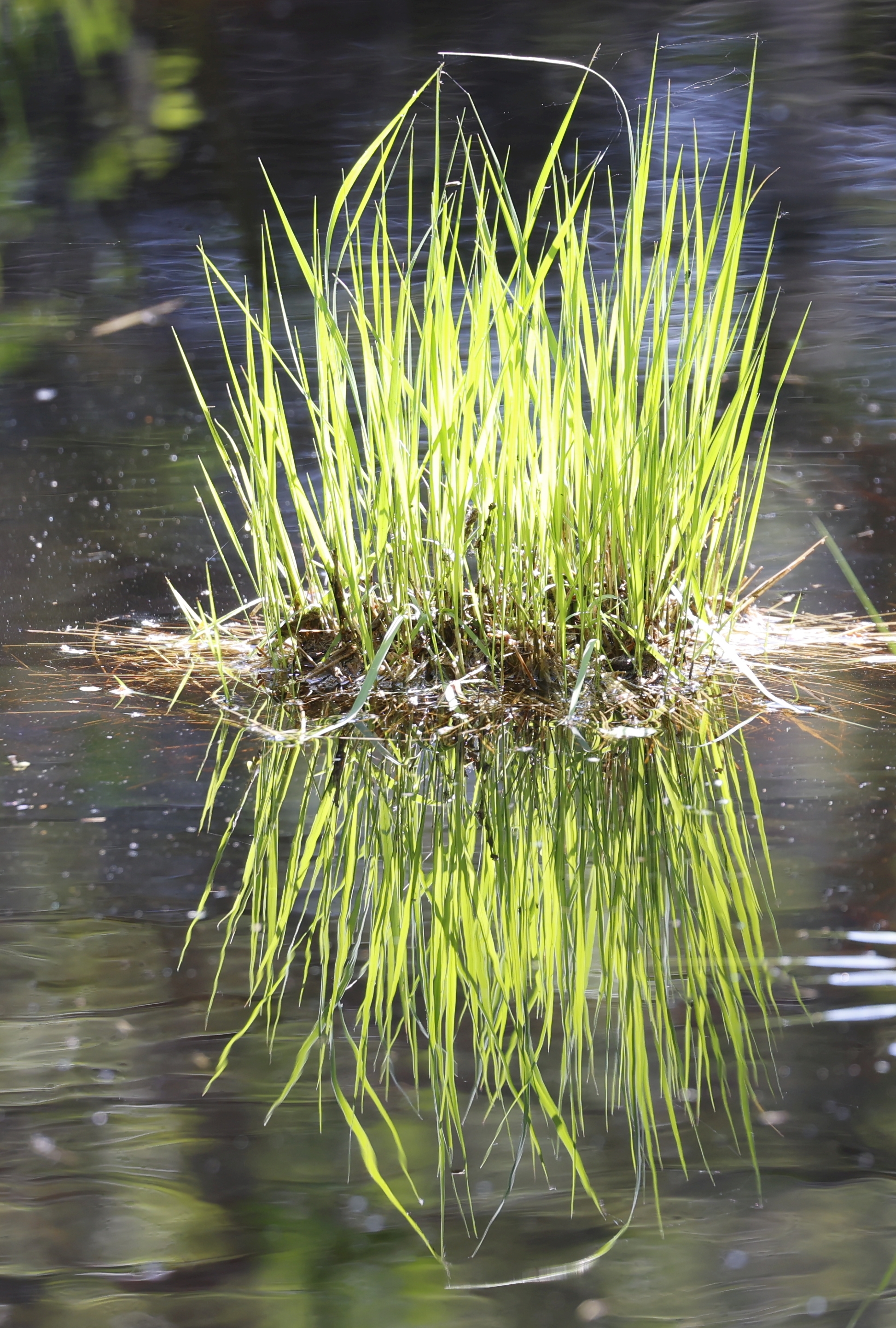 Gras (Kampina). Foto van Gerda van der Meer.